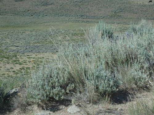 GDMBR: Antelope (top center).